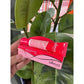 Lip Balm Hidratante Alleva